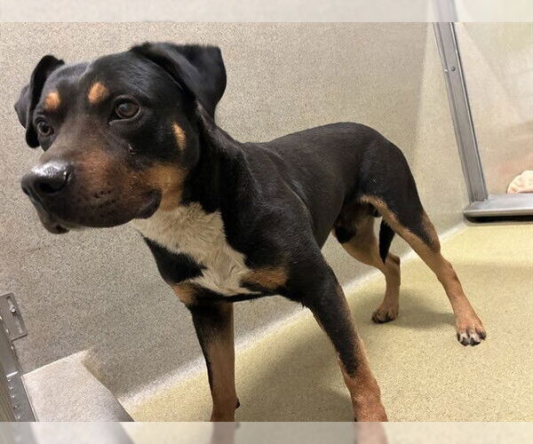 Medium Photo #1 Mutt Puppy For Sale in Rancho Cucamonga, CA, USA