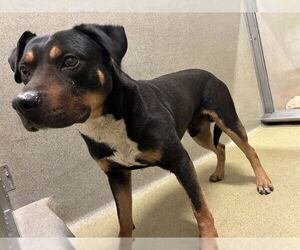 Mutt Dogs for adoption in Rancho Cucamonga, CA, USA