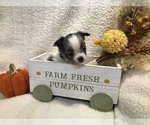Sky - Female Chihuahua Puppy for Sale - Photo #3