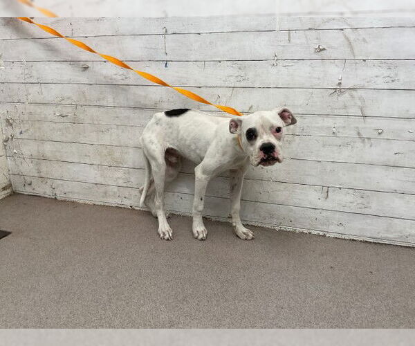 Medium Photo #1 Bulloxer Puppy For Sale in San Bernardino, CA, USA