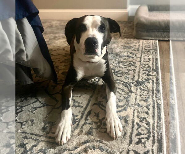 Medium Photo #7 American Bulldog-Labrador Retriever Mix Puppy For Sale in Canton, CT, USA