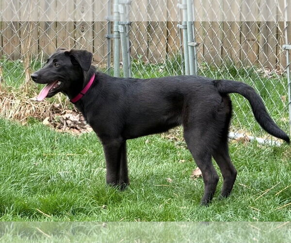 Medium Photo #7 Borador Puppy For Sale in MECHANICSBURG, PA, USA