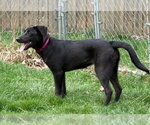Small #6 Borador