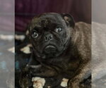 Small Pug Mix