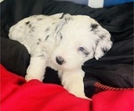 Small #11 Sheepadoodle