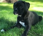 Small Photo #5 Boxer Puppy For Sale in LACEY, WA, USA