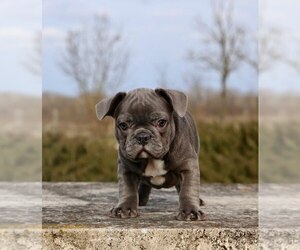 French Bulldog Puppy for sale in METUCHEN, NJ, USA