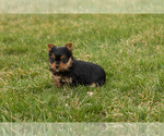 Small Photo #3 Yorkshire Terrier Puppy For Sale in SHIPSHEWANA, IN, USA