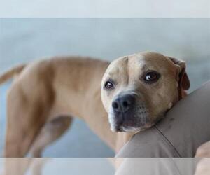 American Staffordshire Terrier-Unknown Mix Dogs for adoption in Grand Prairie, TX, USA