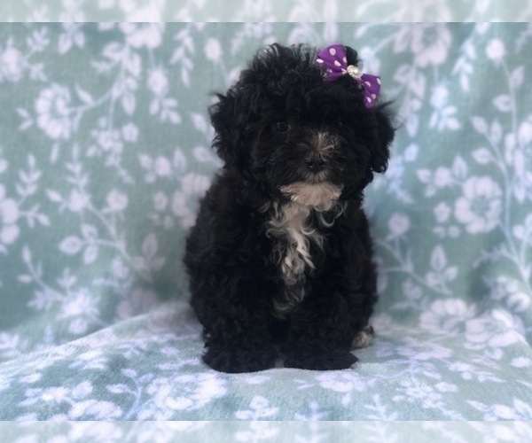 Medium Photo #3 Shih-Poo Puppy For Sale in LAKELAND, FL, USA