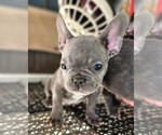 Image preview for Ad Listing. Nickname: Blue brindle ma