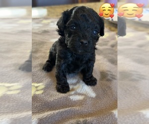 Maltipoo (Toy) Puppy for sale in CARLSBAD, CA, USA