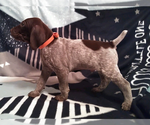 Small Photo #2 German Shorthaired Pointer Puppy For Sale in FORESTON, MN, USA
