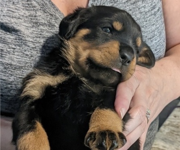 Medium Photo #4 Rottweiler Puppy For Sale in DELAND, FL, USA