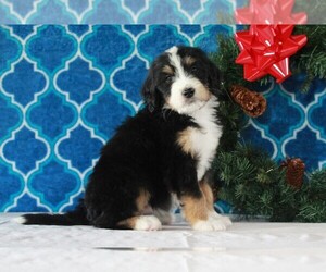 Bernedoodle Puppy for sale in APPLE CREEK, OH, USA