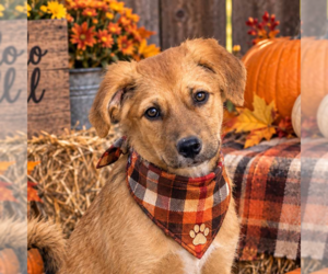 - Mix Dogs for adoption in Yardley, PA, USA