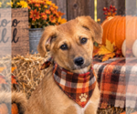 Landon - Male - Mix Dog for Adoption - Small photo