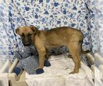 Small German Shepherd Dog Mix