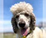 Small #3 Poodle (Standard)