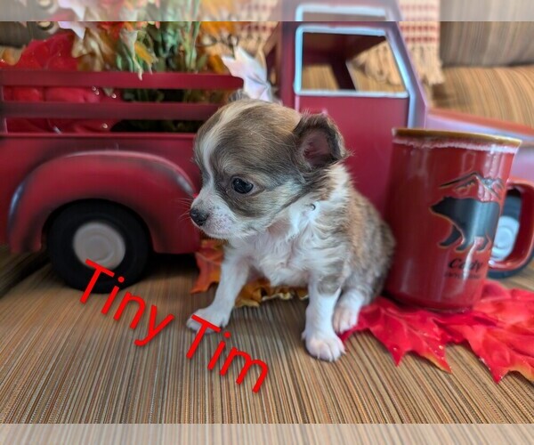 Medium Photo #6 Chihuahua Puppy For Sale in LEBANON, PA, USA