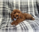 Small #3 Cavapoo