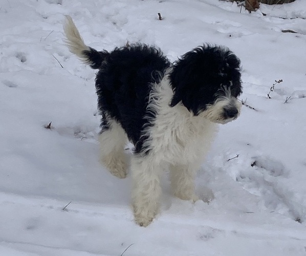 Medium Photo #6 Sheepadoodle Puppy For Sale in BUCKHANNON, WV, USA