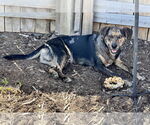 Small #7 Australian Shepherd-Retriever  Mix