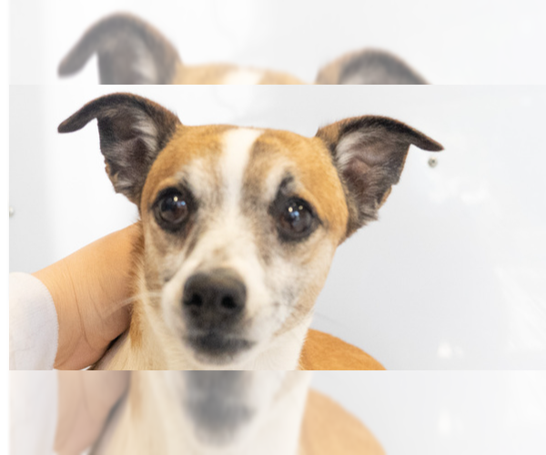 Medium Photo #4 Jack Chi Puppy For Sale in Studio City, CA, USA