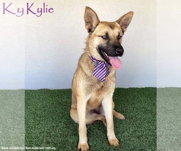 Medium Photo #1 German Shepherd Dog-Unknown Mix Puppy For Sale in San Diego, CA, USA