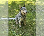 Small #1 Mutt