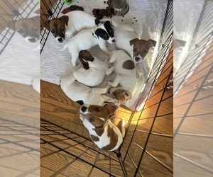 Jack Russell Terrier Puppy for sale in UNITY, NH, USA
