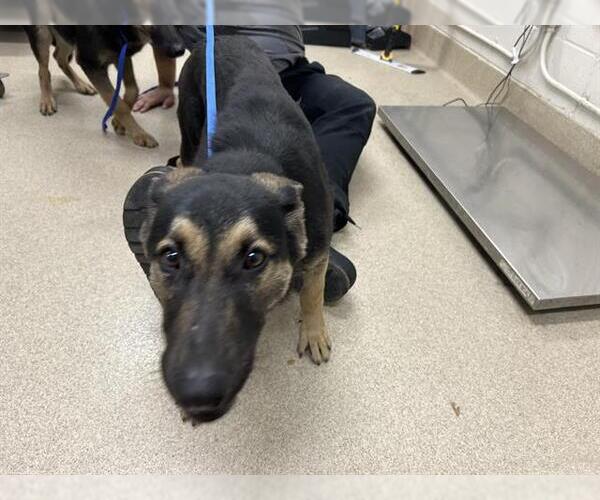 Medium Photo #1 German Shepherd Dog-Unknown Mix Puppy For Sale in Grand Prairie, TX, USA