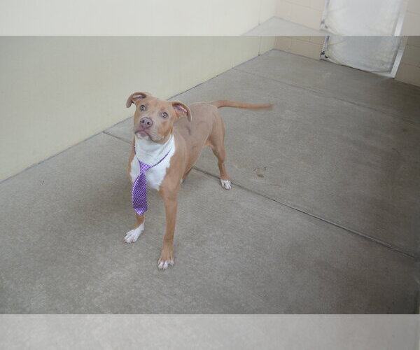 Medium Photo #2 American Pit Bull Terrier-Unknown Mix Puppy For Sale in McKinney, TX, USA