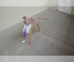 Small #1 American Pit Bull Terrier Mix