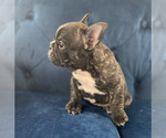 Small Photo #20 French Bulldog Puppy For Sale in PARADISE VALLEY, AZ, USA