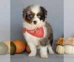 Small Photo #2 Aussiedoodle Miniature  Puppy For Sale in MILLERSBURG, OH, USA
