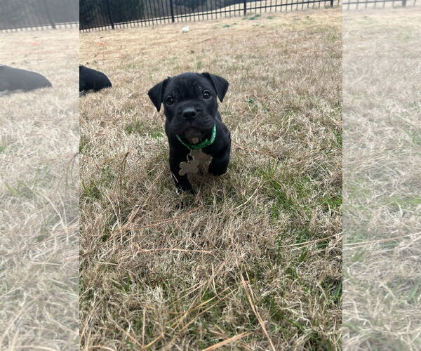 Medium Photo #4 Mutt Puppy For Sale in Holly Springs, NC, USA