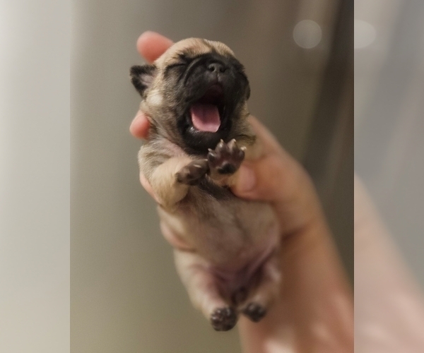 Medium Photo #1 Pug Puppy For Sale in BRIDGETOWN, OH, USA