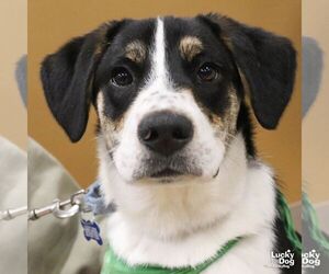 Labrador Retriever-Unknown Mix Dogs for adoption in Washington, DC, USA