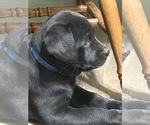 Small #9 Labrador Retriever