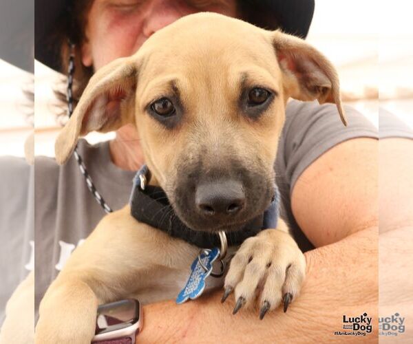 Medium Photo #2 Dachshund-Unknown Mix Puppy For Sale in Washington, DC, USA