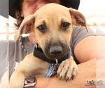 Small #1 Dachshund Mix