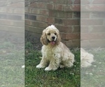 Small Photo #11 Cocker Spaniel Puppy For Sale in TERRY, MS, USA