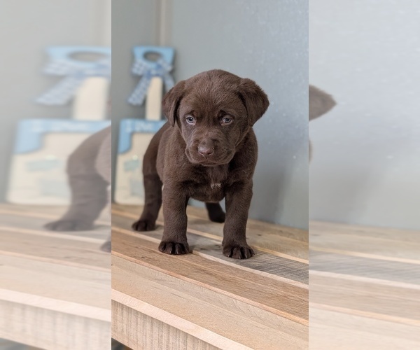 Medium Photo #32 Labrador Retriever Puppy For Sale in GOSHEN, IN, USA