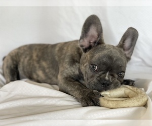 French Bulldog Puppy for sale in HUDSON, FL, USA