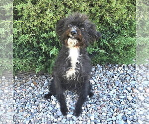 Dazzling Lil Ms Dolly Poodle Dances the Hula ! - Male Poodle (Miniature)-Unknown Mix Dog for Adoption - Photo #3