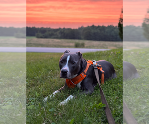 Bruno - Male American Pit Bull Terrier-American Staffordshire Terrier Mix Dog for Adoption - Photo #17