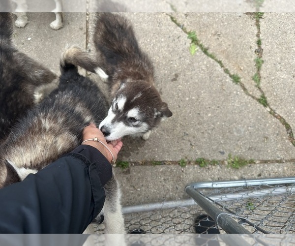 Medium Photo #7 Alaskan Malamute Puppy For Sale in WARREN, MI, USA