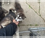 Small #6 Alaskan Malamute