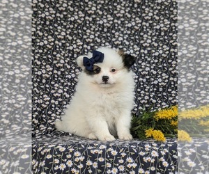 Pomeranian Puppy for Sale in KIRKWOOD, Pennsylvania USA